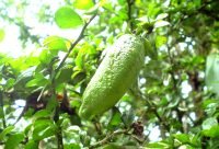 Lima de Dedo - planta medicinal