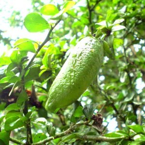 Lima de Dedo - planta medicinal