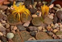 Lithops o piedras vivientes camufladas en el desierto