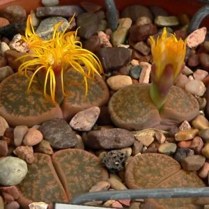 Lithops o piedras vivientes camufladas en el desierto