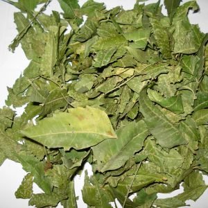 Hojas de Neem usadas para preparar locion antiinflamatoria para la piel