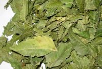 Hojas de Neem usadas para preparar locion antiinflamatoria para la piel