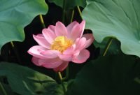 Loto Sagrado - planta medicinal