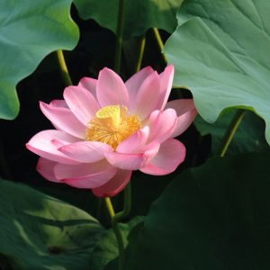 Loto Sagrado - planta medicinal