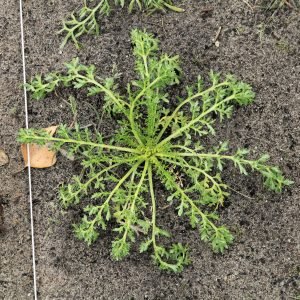 Raices de maca, Lepidium meyenii, planta adaptogena de los Andes peruanos