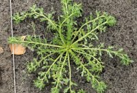 Raices de maca, Lepidium meyenii, planta adaptogena de los Andes peruanos