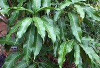 Mango Africano - planta medicinal africana