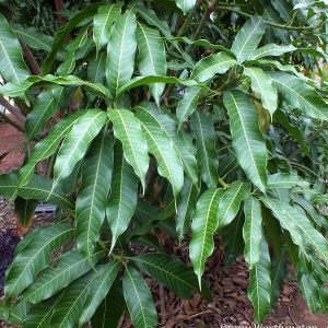 Mango Africano - planta medicinal africana