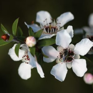 Mānuka - planta medicinal
