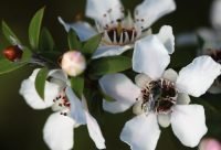 Mānuka - planta medicinal