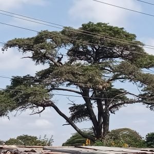 Marula - planta medicinal africana