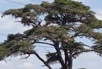 Marula - planta medicinal africana