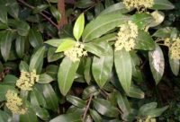 Mirto Limón - planta medicinal de Australia