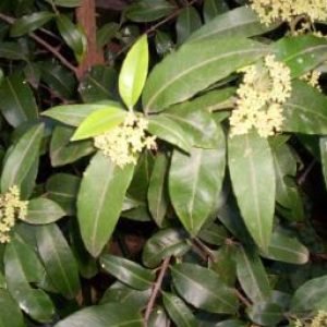 Mirto Limón - planta medicinal de Australia