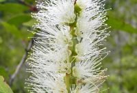 Niaouli - planta medicinal
