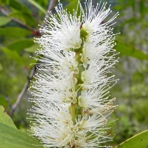 Niaouli - planta medicinal