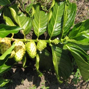 Noni - planta medicinal