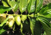 Noni - planta medicinal
