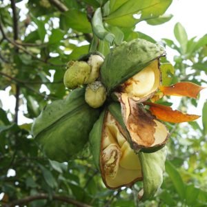 Nuez de Cola - planta medicinal africana