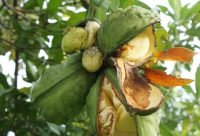 Nuez de Cola - planta medicinal africana
