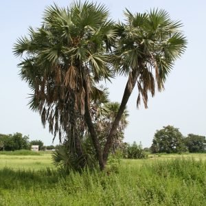 Palmera Doum - planta medicinal africana