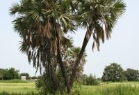 Palmera Doum - planta medicinal africana