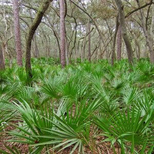 Palmito Salvaje - planta medicinal