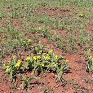 Papa Africana - planta medicinal africana