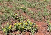 Papa Africana - planta medicinal africana