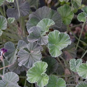 Pelargonium Sidoides - planta medicinal africana
