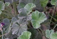 Pelargonium Sidoides - planta medicinal africana