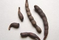 Pimienta de Guinea - planta medicinal africana