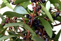 Pimienta de Tasmania - planta medicinal de Australia