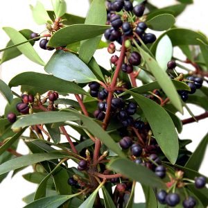 Pimienta de Tasmania - planta medicinal de Australia