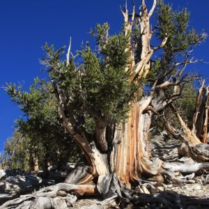 Pino longevo Pinus longaeva en las Montanas Blancas de California