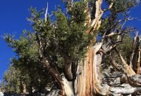 Pino longevo Pinus longaeva en las Montanas Blancas de California