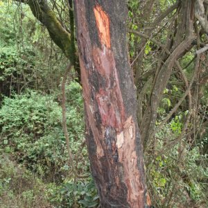 Pygeum - planta medicinal africana