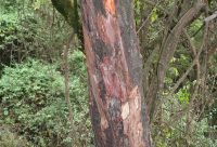 Pygeum - planta medicinal africana