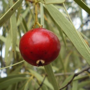 Quandong - planta medicinal de Australia