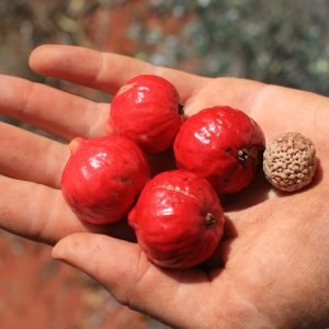 Quandong Deshidratado Digestivo