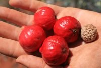 Quandong Deshidratado Digestivo