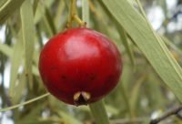 Quandong - planta medicinal de Australia