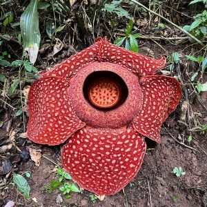 Flor de Rafflesia arnoldii en la selva de Sumatra