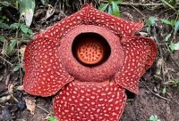 Flor de Rafflesia arnoldii en la selva de Sumatra