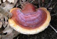 Hongo Reishi, Ganoderma lucidum, usado en la medicina tradicional china