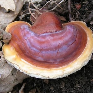 Hongo Reishi, Ganoderma lucidum, usado en la medicina tradicional china