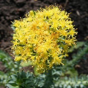 Flores de Rhodiola rosea, planta adaptogena de las regiones frias de Asia