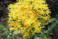 Flores de Rhodiola rosea, planta adaptogena de las regiones frias de Asia