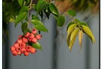 Riberry - planta medicinal