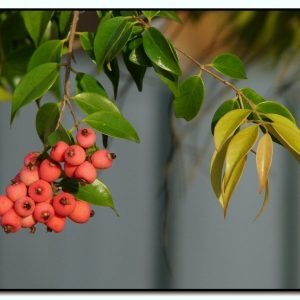 Riberry - planta medicinal